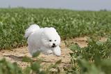 BICHON FRISE 202